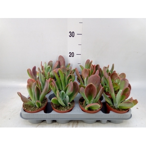 Kalanchoe NF   ...
