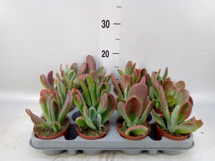 <h4>Kalanchoe NF   ...</h4>