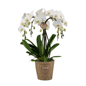 Duetto Ornamento leeds - 5 tak