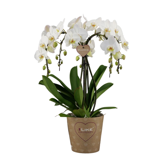 <h4>Duetto Ornamento leeds - 5 tak</h4>