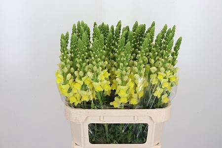 <h4>ANTIR MONACO YELLOW</h4>