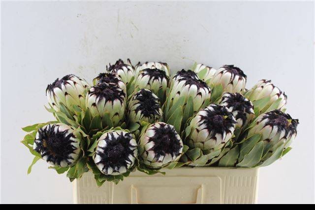 <h4>PROTEA MAG NIOBE</h4>