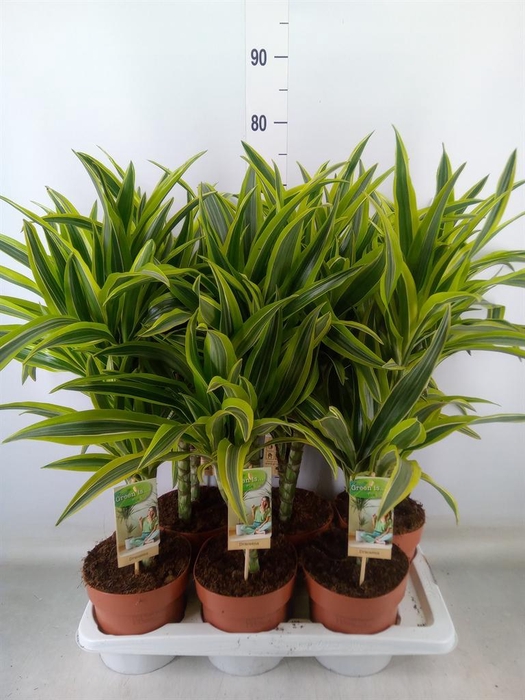 <h4>Dracaena fr de 'LemonLime'</h4>