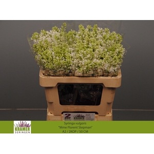 SYR V MME FL STEPMAN