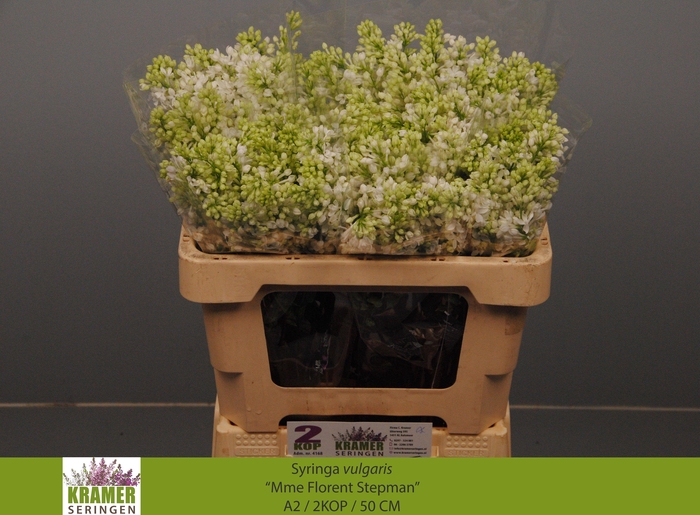 <h4>SYR V MME FL STEPMAN</h4>