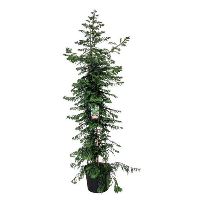 <h4>Sequoia sempervirens 'Xeno'</h4>