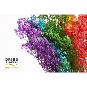 Dried Bleached Gyps Xlence Mix