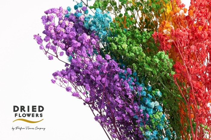 <h4>Dried Bleached Gyps Xlence Mix</h4>