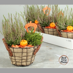 ARR TUINPLANTEN