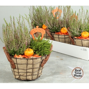 ARR TUINPLANTEN