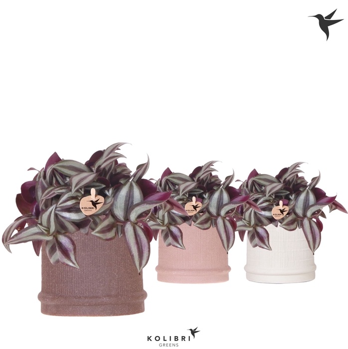 <h4>Tradescantia zebr.</h4>
