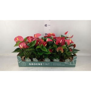Anthurium andr. 'Valentino'