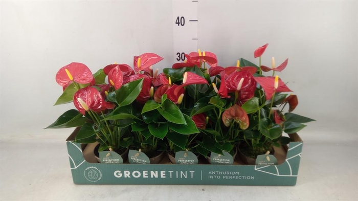 <h4>Anthurium andr. 'Valentino'</h4>
