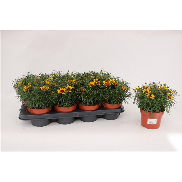 Coreopsis vert 'Red Gold'