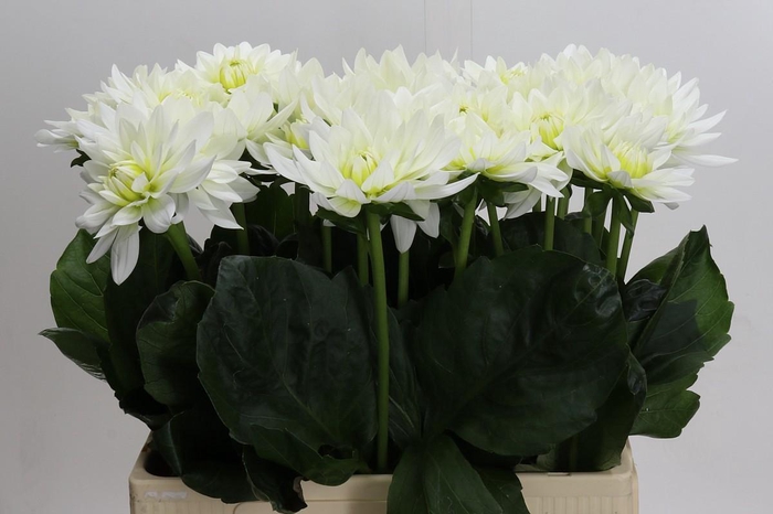 Dahlia Karma M. Zwaan