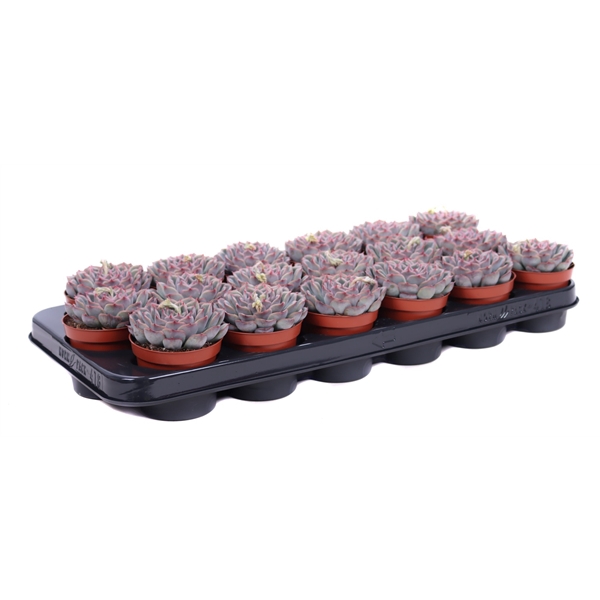 <h4>Echeveria pink edge 8,5 cm</h4>