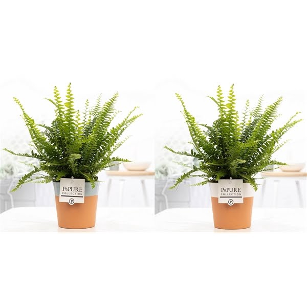 <h4>Nephrolepis Green Lady in P&PURE Terra Cotta 4 ass.2</h4>