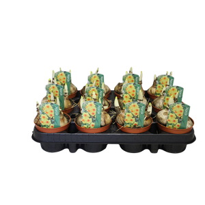 Bol op pot Narcis Bright Day