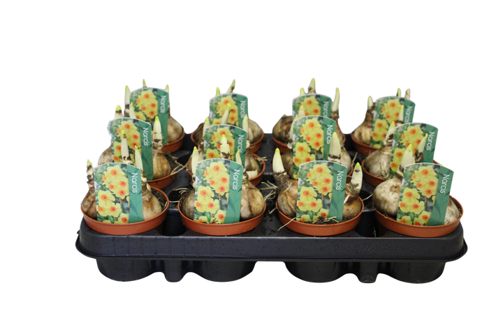 <h4>Bol op pot Narcis Bright Day</h4>