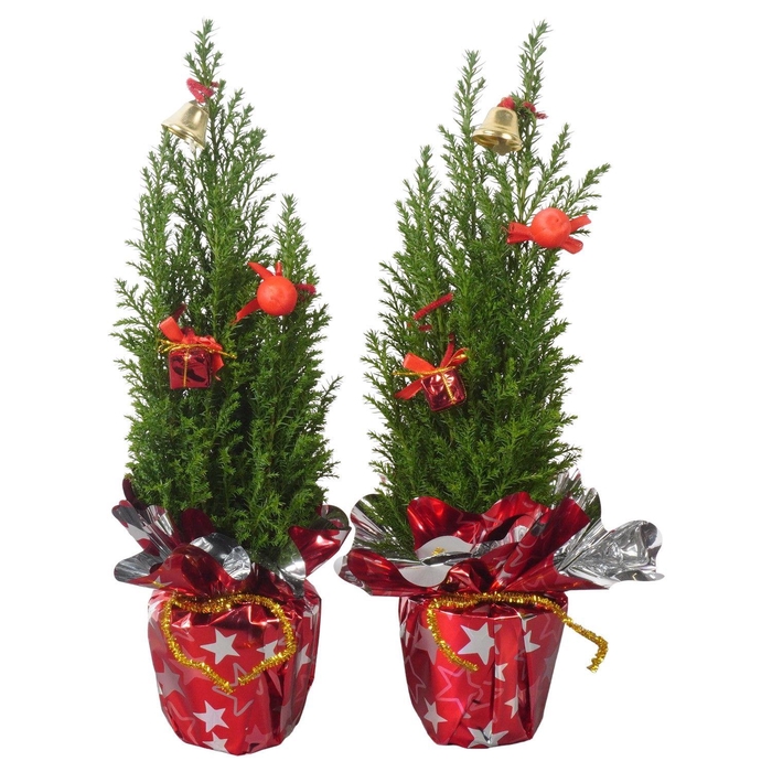 <h4>PTK25109 Ellwoodii in rondella folie met decoratie</h4>