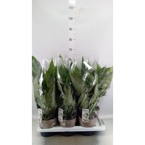 Spathiphyllum 'Diamond'