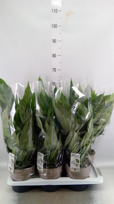<h4>Spathiphyllum  'Diamond'</h4>