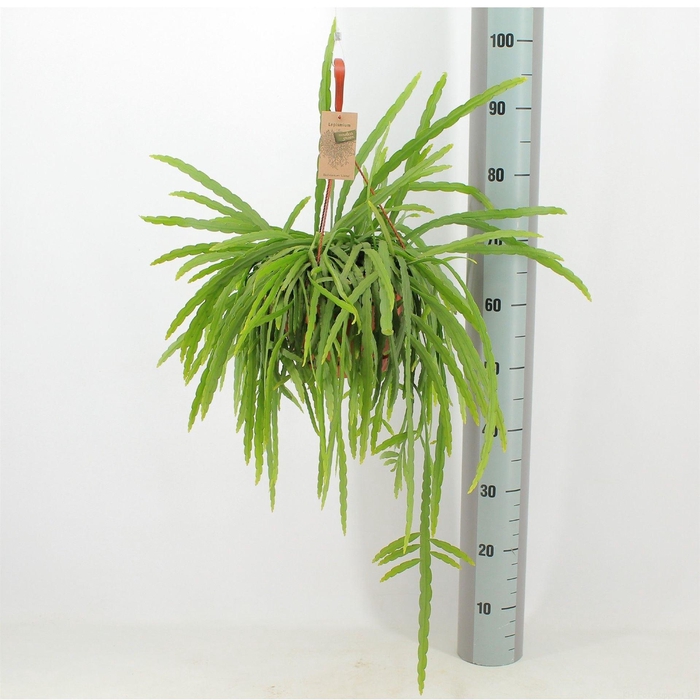 <h4>Lepismium bolivianum</h4>