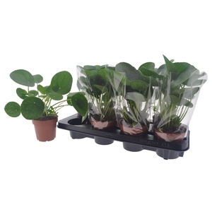 PILEA PEPEROMIOIDES