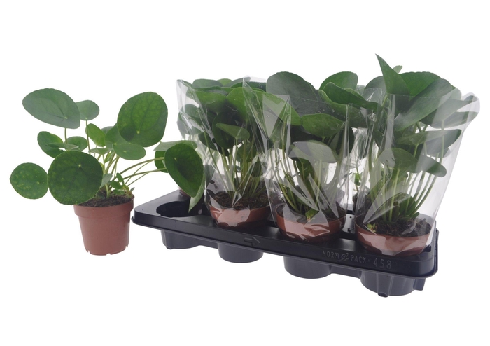 <h4>PILEA PEPEROMIOIDES</h4>