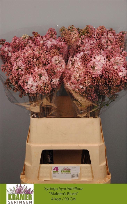 <h4>Syr Hy Maidens Blush</h4>