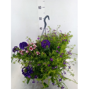 Perkplanten   ...mix /pot [Bedding]