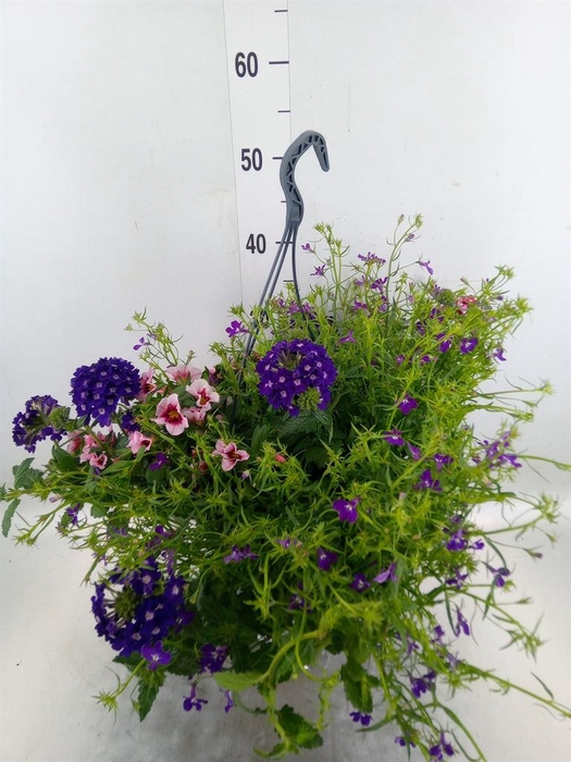 <h4>Perkplanten   ...mix /pot [Bedding]</h4>