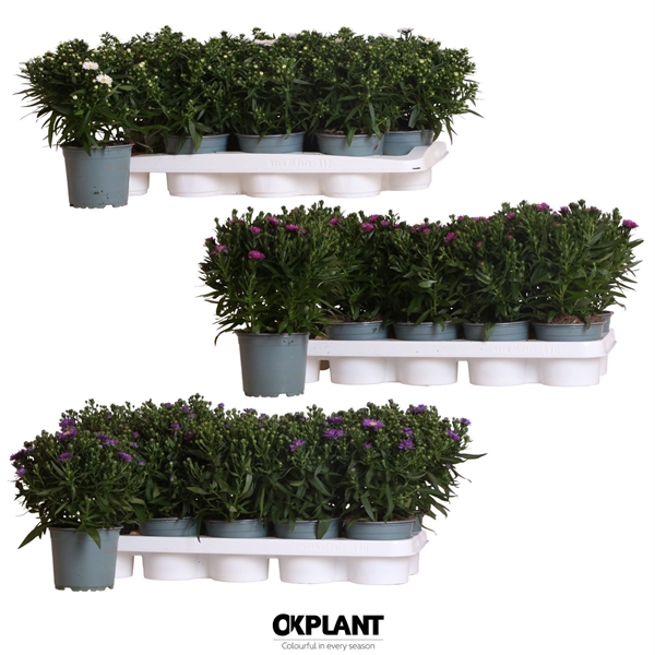 <h4>Aster Starletta Serie diverse</h4>
