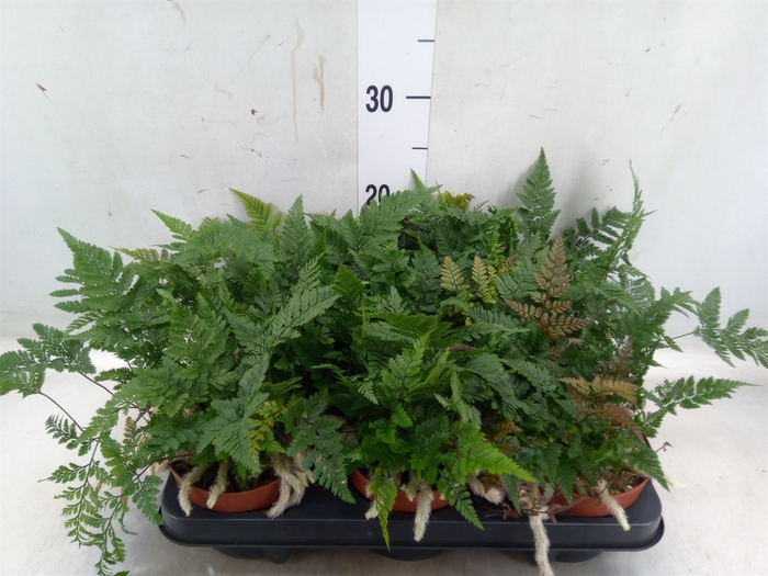 <h4>Humata tyermannii</h4>