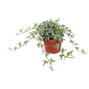 Hedera helix 'Mona Lisa'