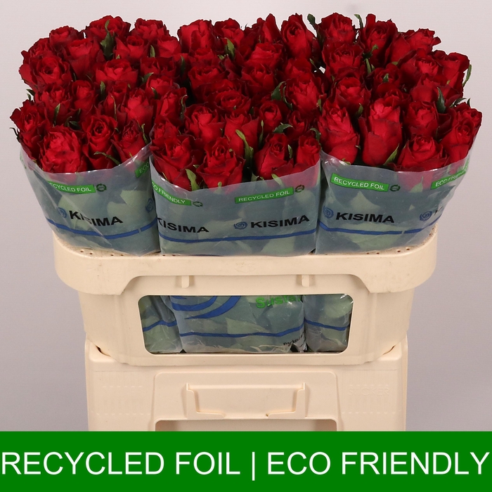 <h4>R GR MADAM RED</h4>