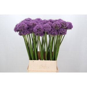 Allium Gladiator