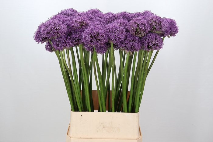 <h4>Allium Gladiator</h4>