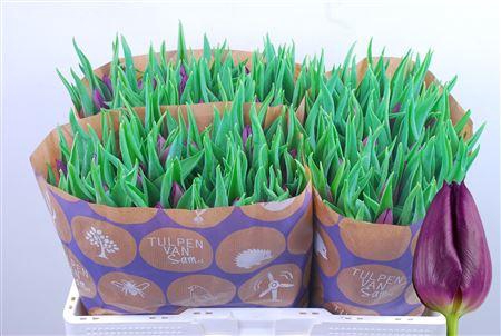 <h4>TU EN LAPTOP</h4>