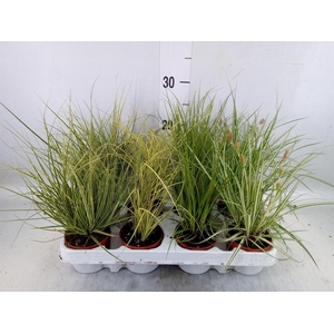 Carex   ...mix