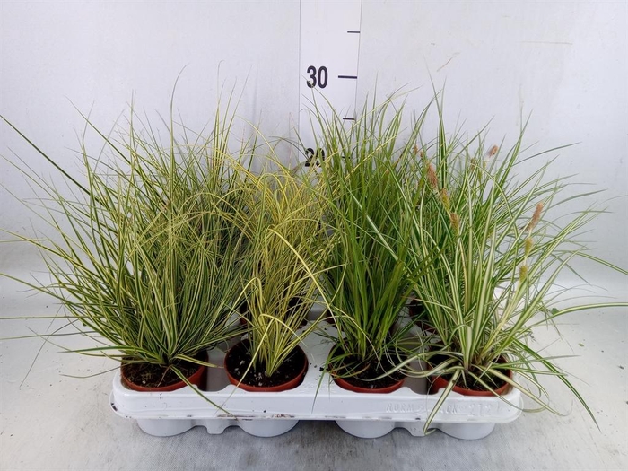 <h4>Carex   ...mix</h4>