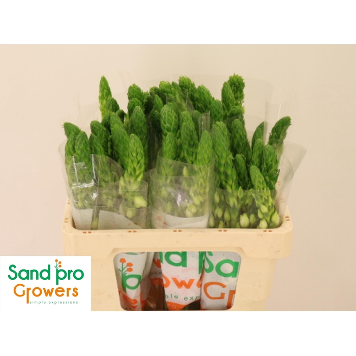 <h4>Ornit Thy Milky Way</h4>