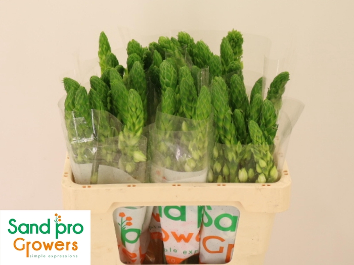 <h4>ORNIT THY MILKY WAY</h4>