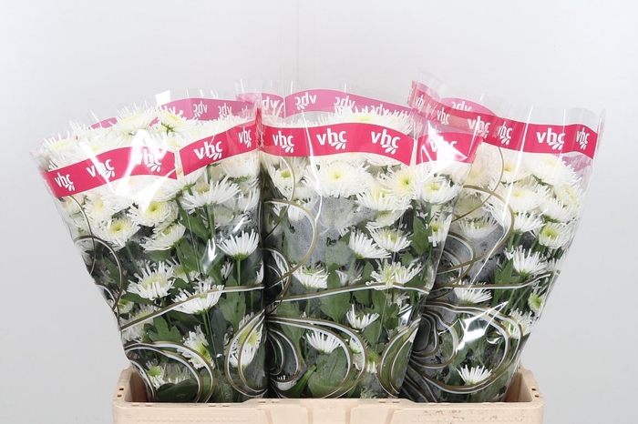 <h4>Chr San Maradona</h4>