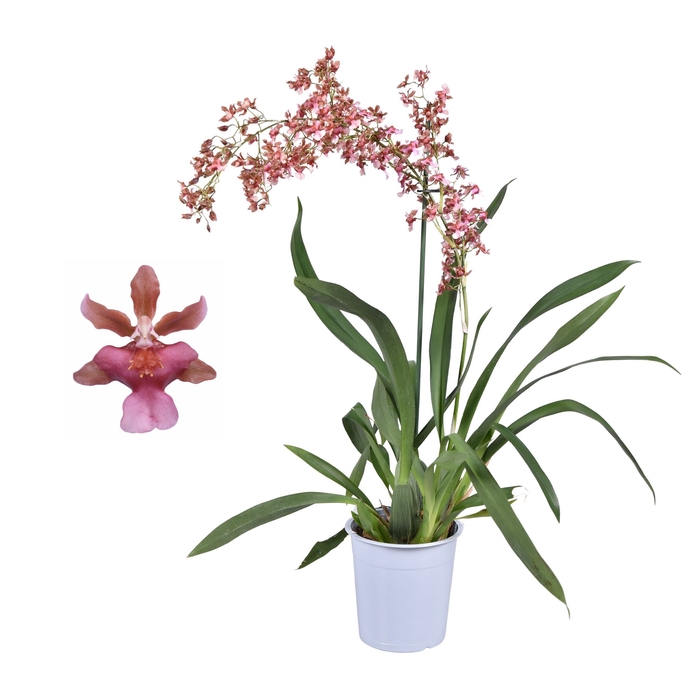 <h4>Oncidium Rosy Sunset 1 Tak</h4>