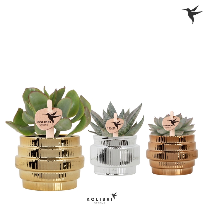 <h4>Kolibri Greens Succulenten mix in Allure shiny pot mix</h4>