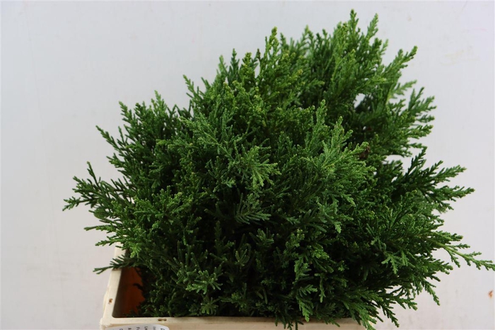 <h4>Chamaecyparis Obtusa Draht</h4>