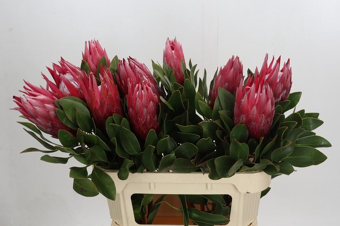 <h4>Protea Cynaroides Madiba</h4>