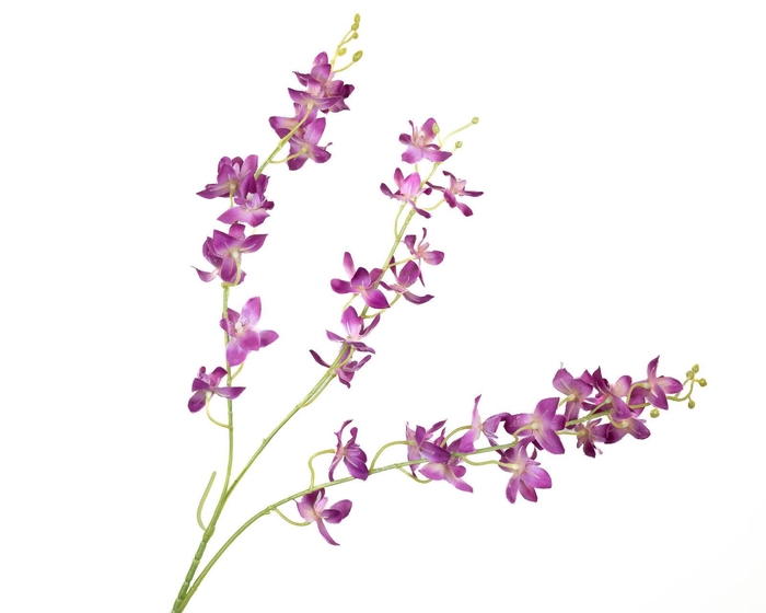 <h4>Dendrobium Orchid Purple FL440047PRP</h4>