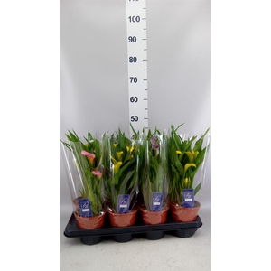 Zantedeschia   ...mix
